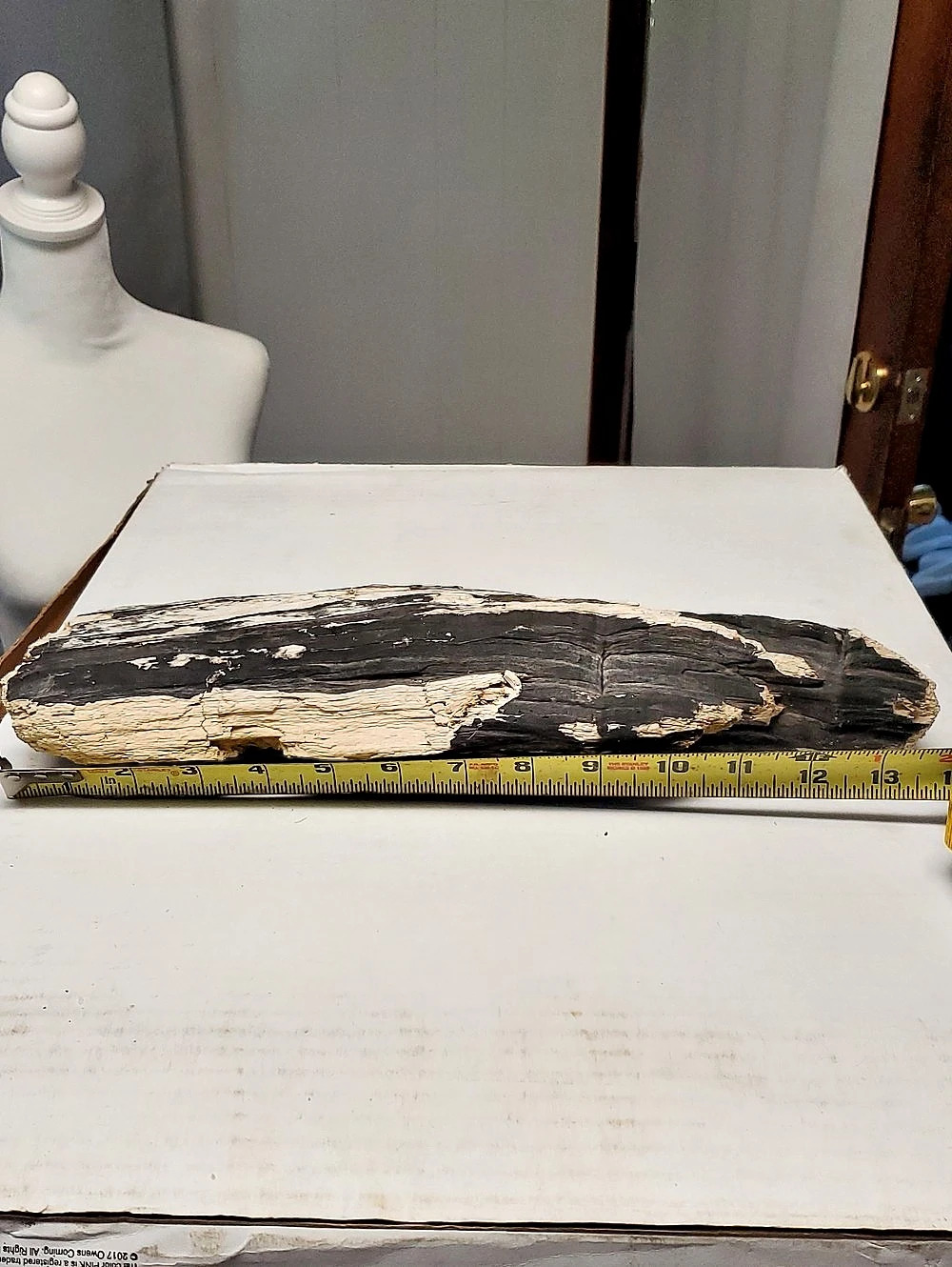 Natural Charred Drift Wood Decor 🪵 From LAKE ERIE Western New York